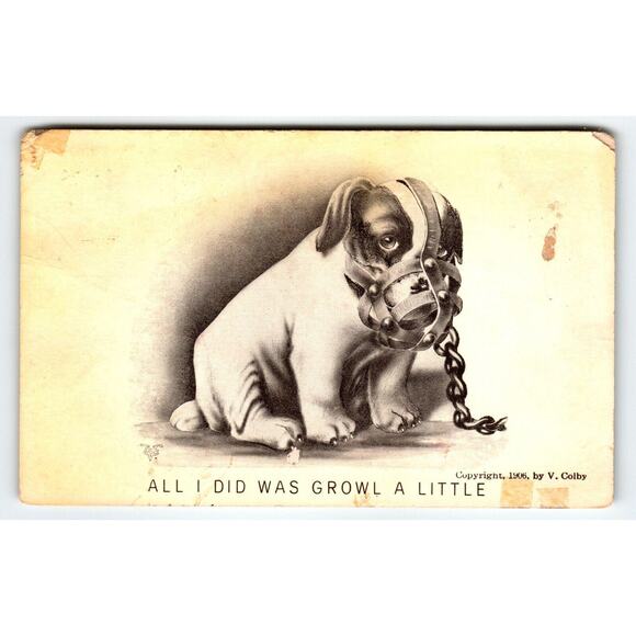 All I Did Was Growl A Little Pug Puppy Dog In Muzzle Postcard V. Colby 1906 - Picture 1 of 2